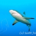 shark_greyreef_kk_h_0705_png1572.jpg